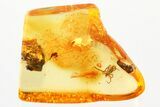 Detailed Fossil Mite (Acari) Fossil in Baltic Amber - Rare Genus #372497-2